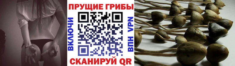 мега tor наркотики Одинцово Псилоцибиновые грибы мухоморы